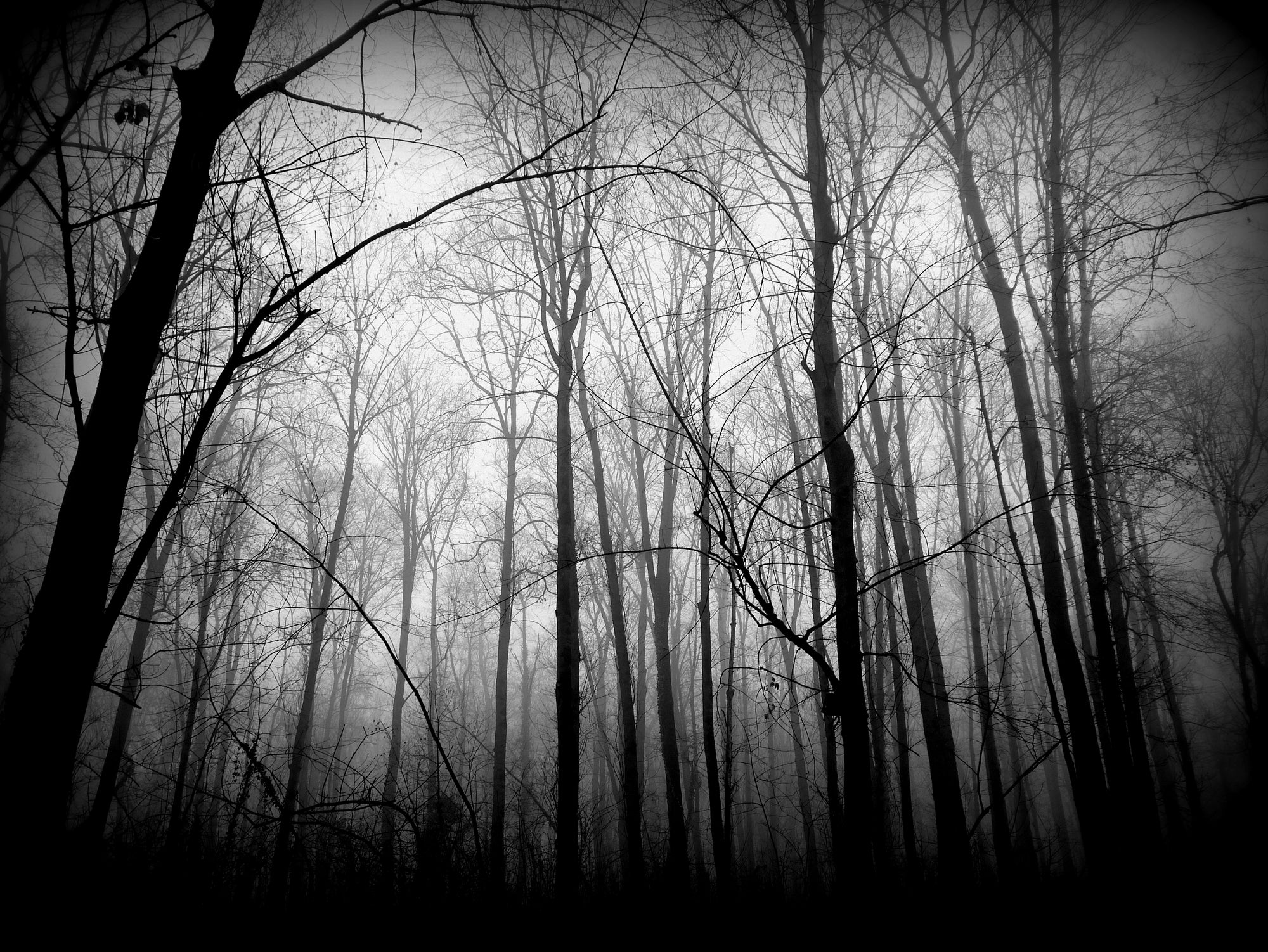 eerie grey image of trees and fog